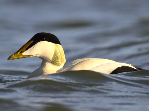 Action for Climate and Environment Newburgh-16